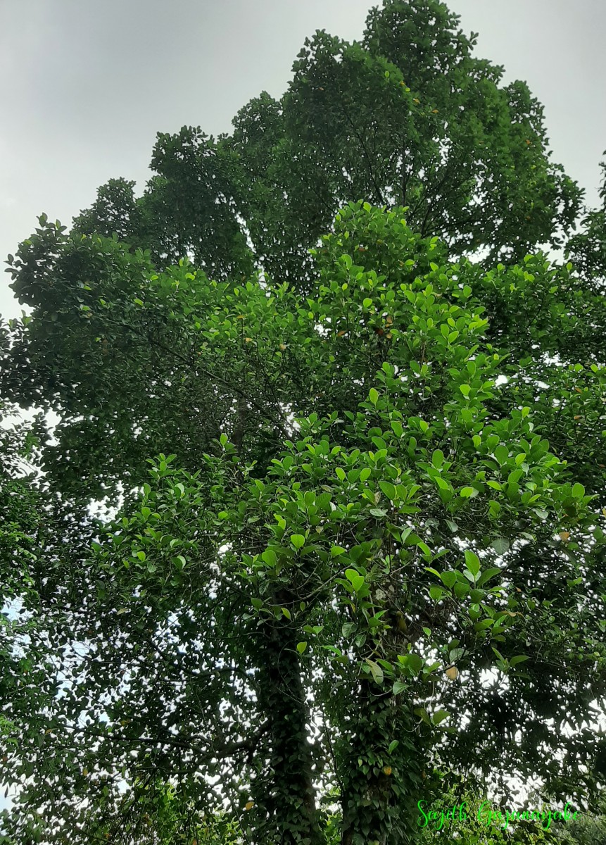 Artocarpus heterophyllus Lam.